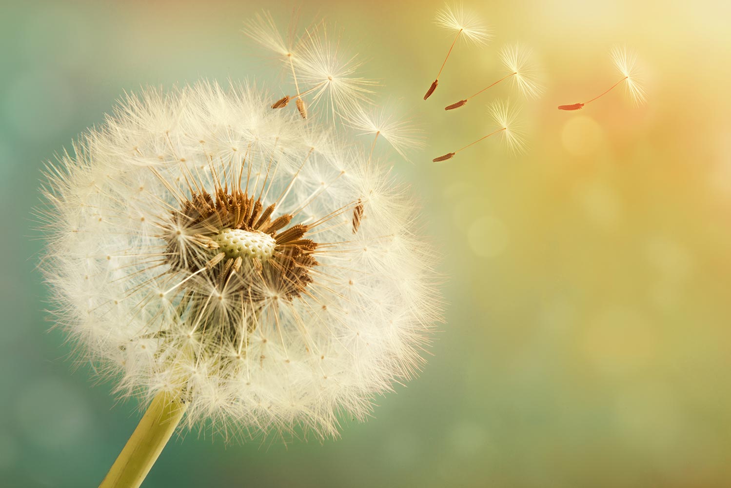 Dandelion-ster-van-bethlehem
