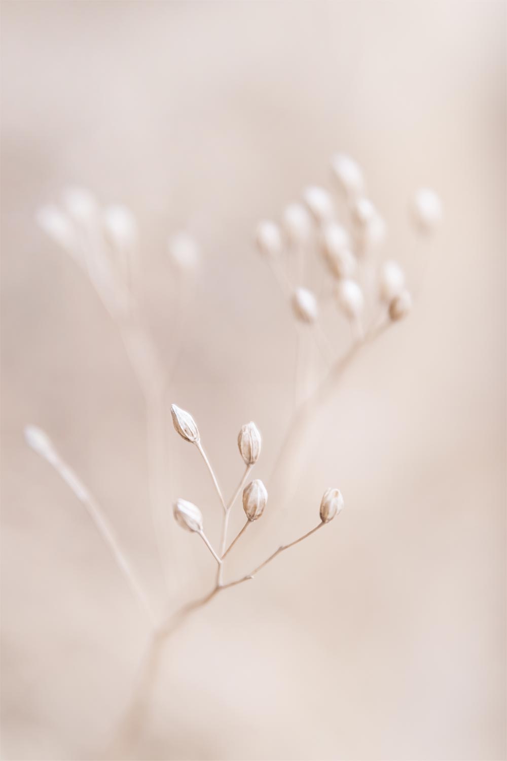 roze-plant-ster-van-bethlehem