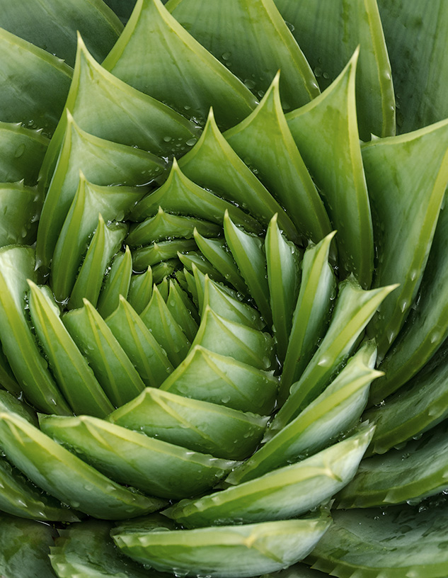 Detail van een succulent — beeld bij frequenties en natuurlijke groei